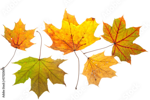 Colorful chestnut leaves in fall