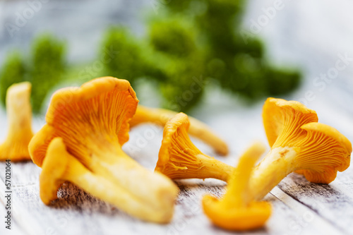 Chanterelle - Fresh chanterelle mushrooms on a table, autumn har