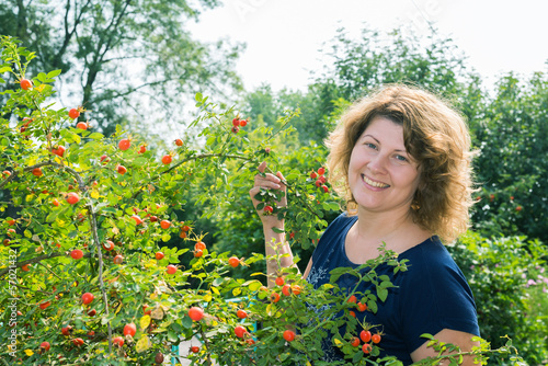 woman harvests of wild rose in the garden