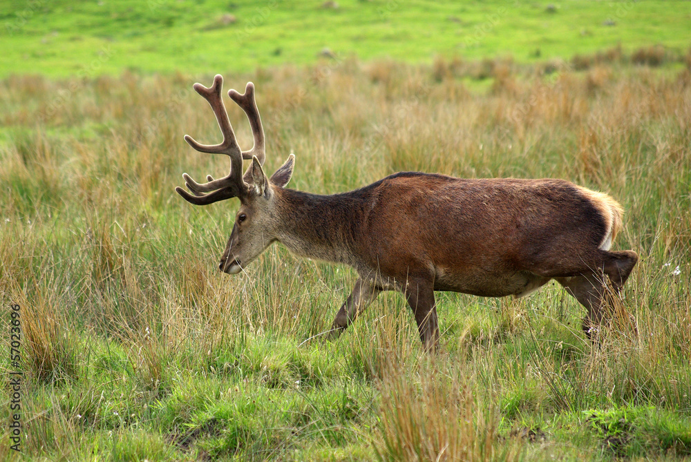 Deer in Scotland Deer in Scotland