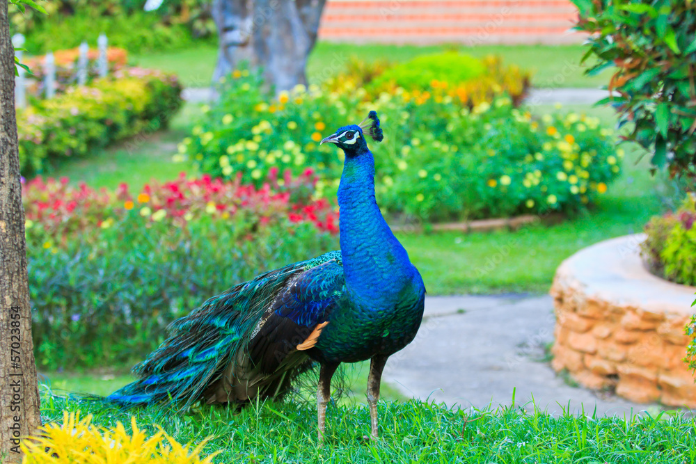 Obraz premium Close-up portrait of male peacock in pairing season