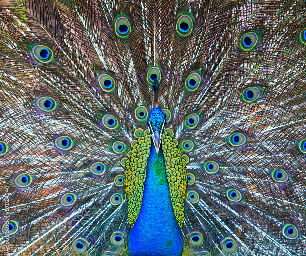 Obraz premium Close-up portrait of male peacock in pairing season
