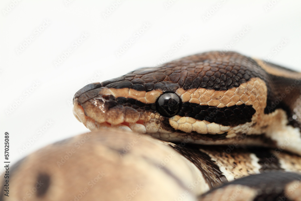 Obraz premium Ball Python close up