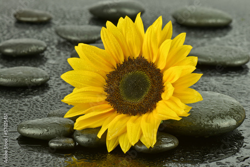 Fototapeta Naklejka Na Ścianę i Meble -  Słonecznik na kamieniach do spa