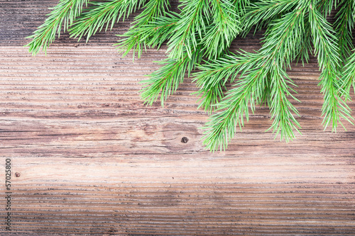Fir tree branch on wood background