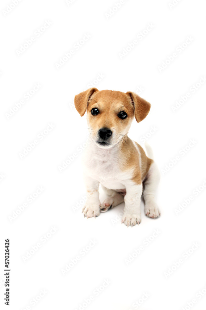Jack Russell Terrier Welpe guckt lieb in die Kamera