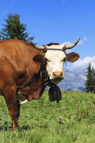 Fototapeta Naklejka Na Ścianę i Meble -  Beautiful cow in french alps