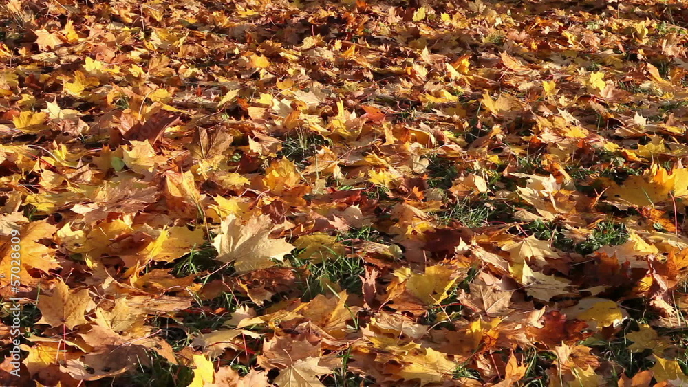 Autumn bright maple leaves fall down and cover the ground Autumn bright maple leaves fall down and cover the ground