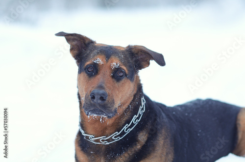 Funny dog in the snow