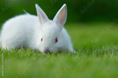 Baby white rabbit in grass