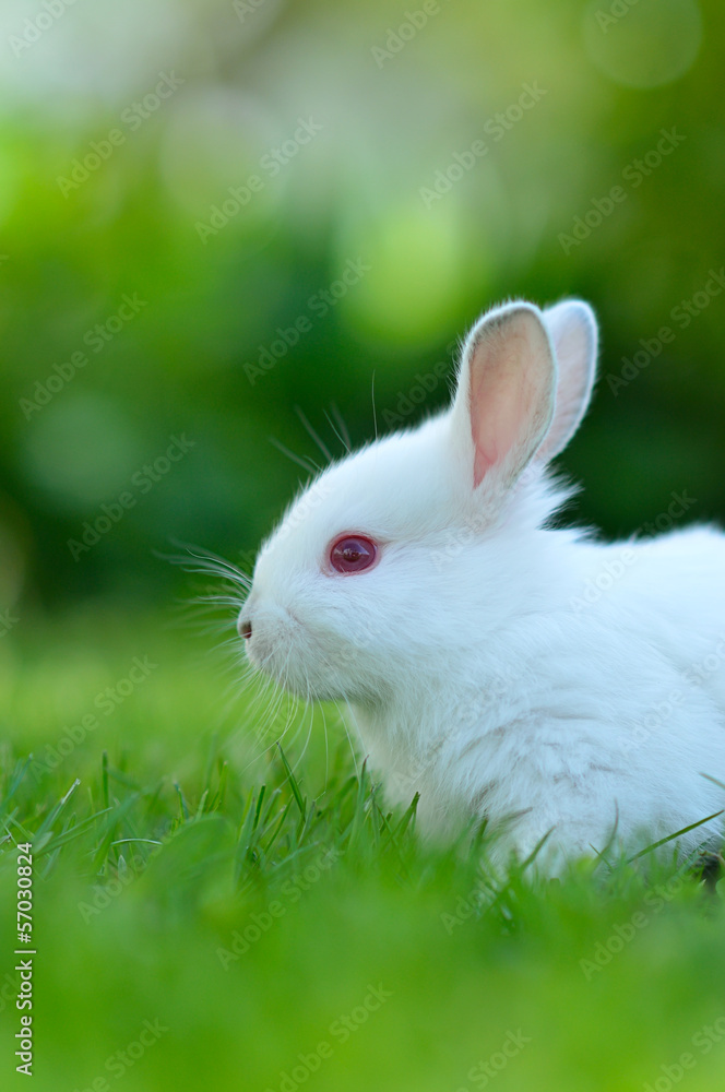 Baby white rabbit in grass