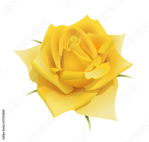 Εκτύπωση καμβά Yellow rose flower isolated