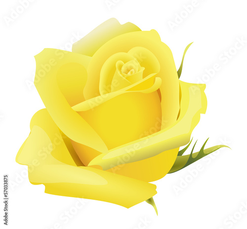 Yellow rose flower isolated