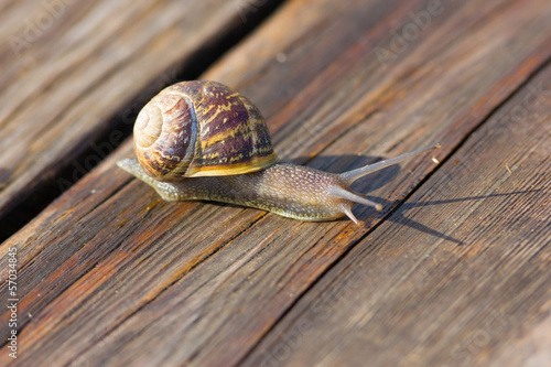 Snail © FPWing