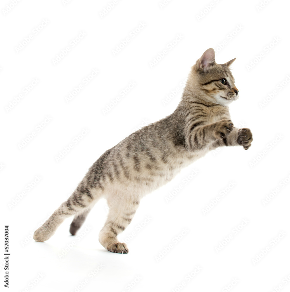 custom made wallpaper toronto digitalCute tabby kitten
