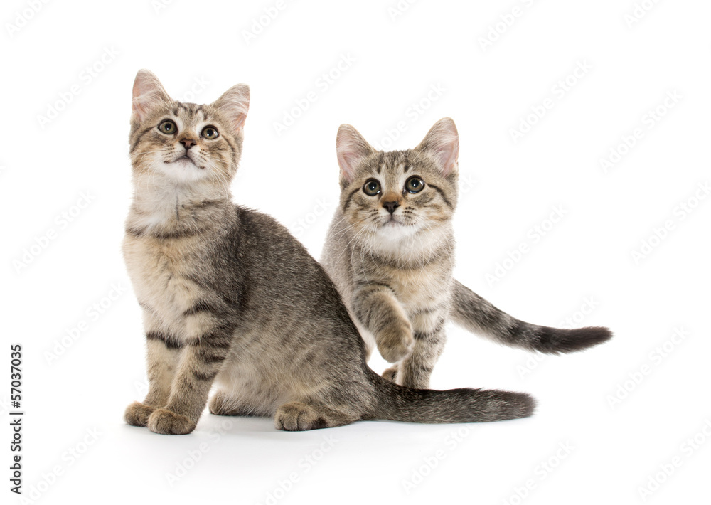 Fototapeta premium Two tabby kittens