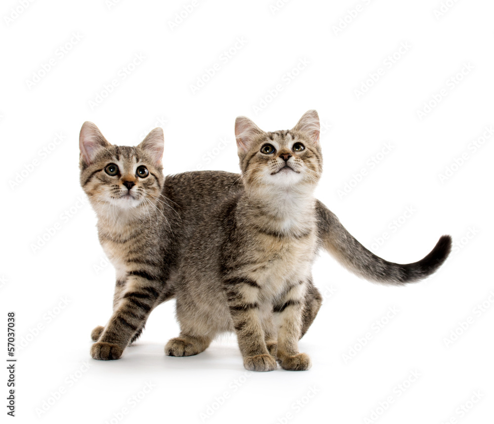 Two tabby kittens Two tabby kittens