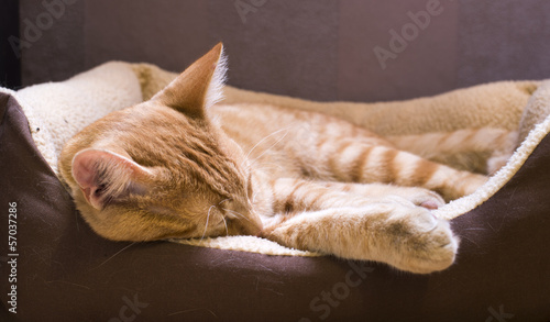 Obraz na plátně Sleeping cat