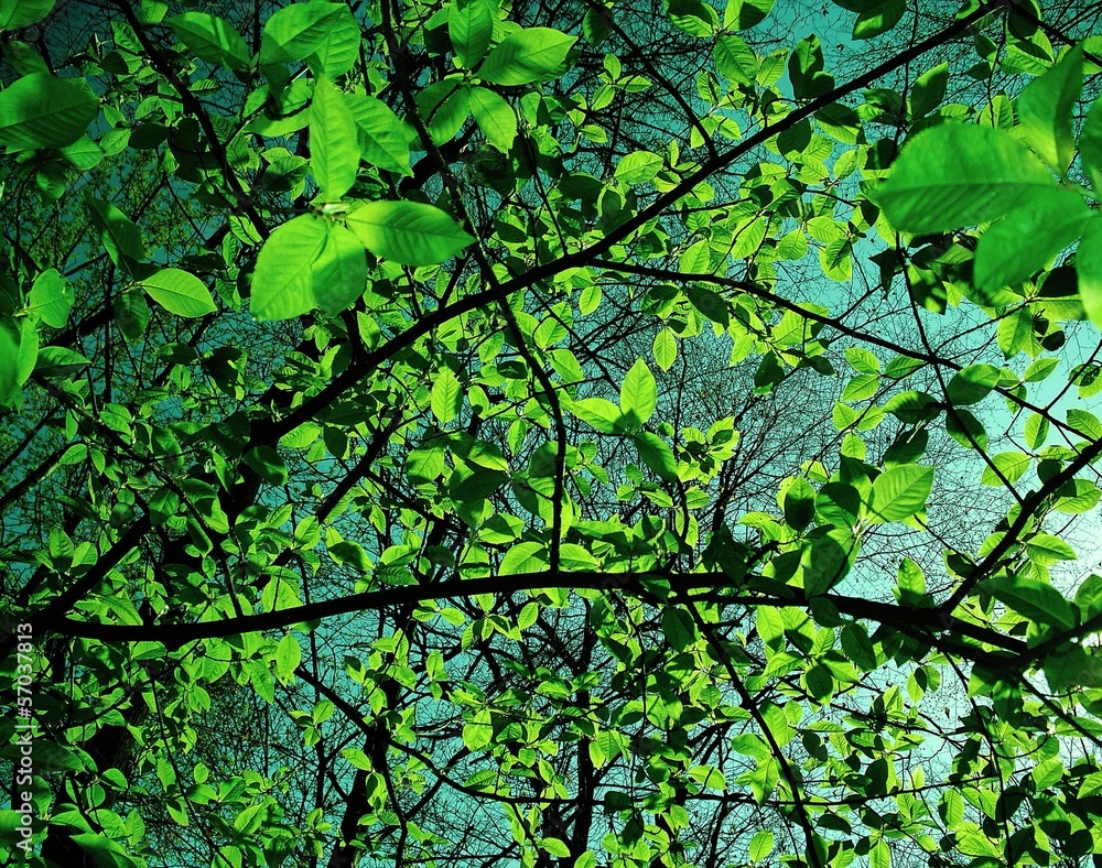 Fototapeta premium naturellement