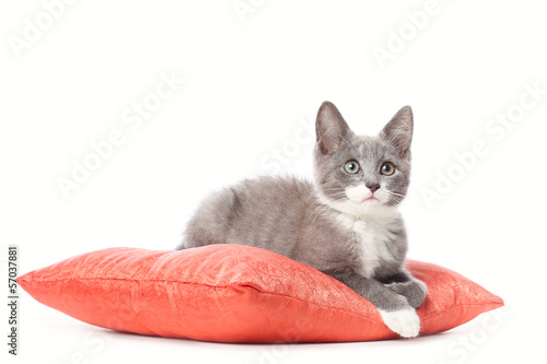 Fototapeta Naklejka Na Ścianę i Meble -  Kitten is laying on pillow.