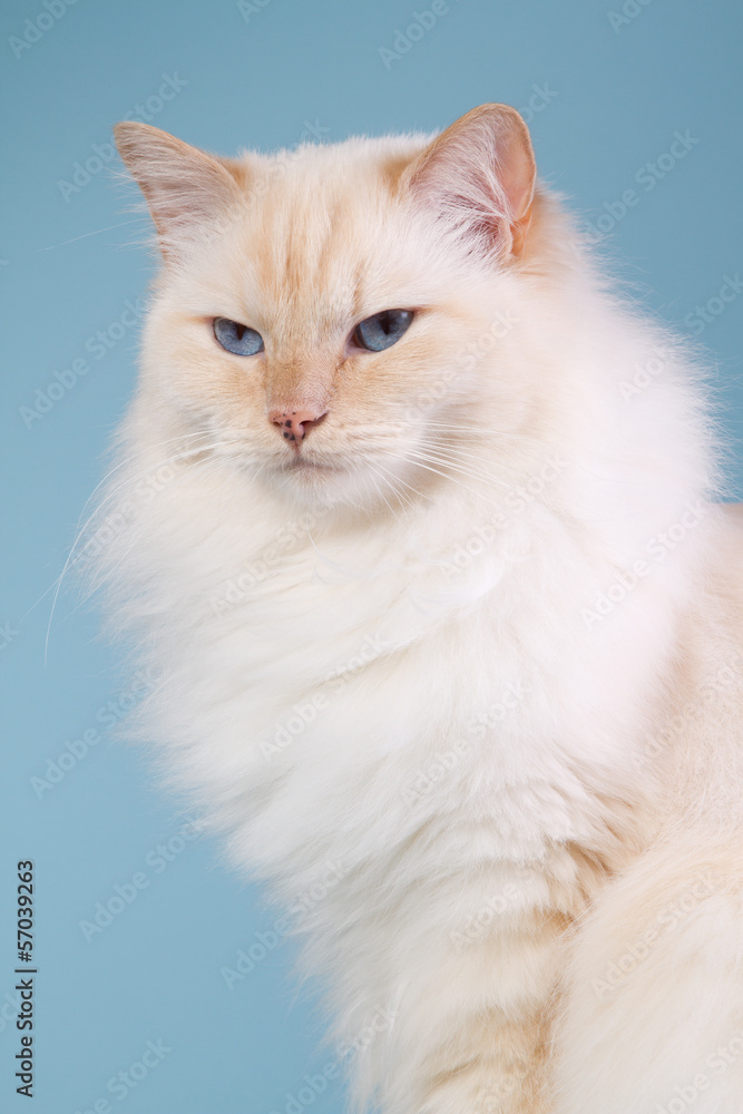 Ragdoll on a blue background