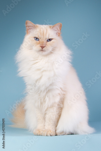Ragdoll sitting on a blue background