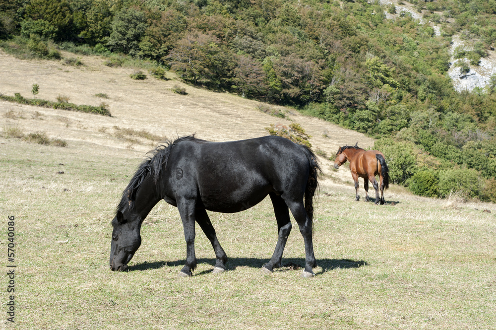 Two horses Two horses