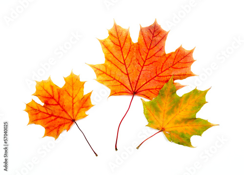 Three colorful maple autumnal leaves. Isolated on a white.