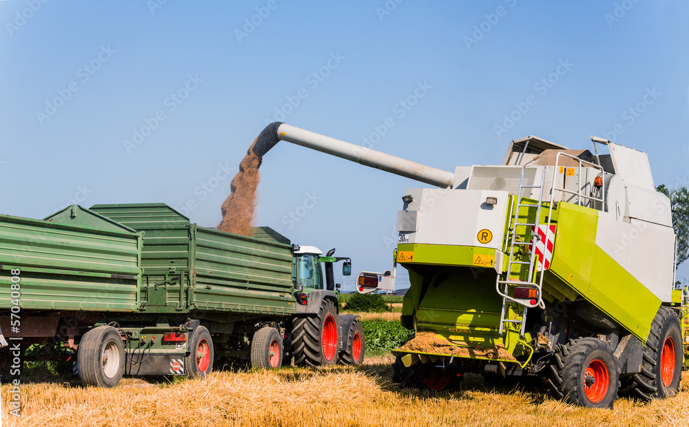 Fototapeta premium Getreidefeld mit Weizen bei der Ernte