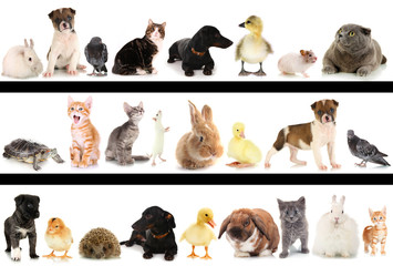 Collage of different cute animals