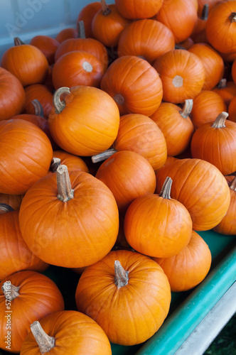 Sugar Pie Pumpkins