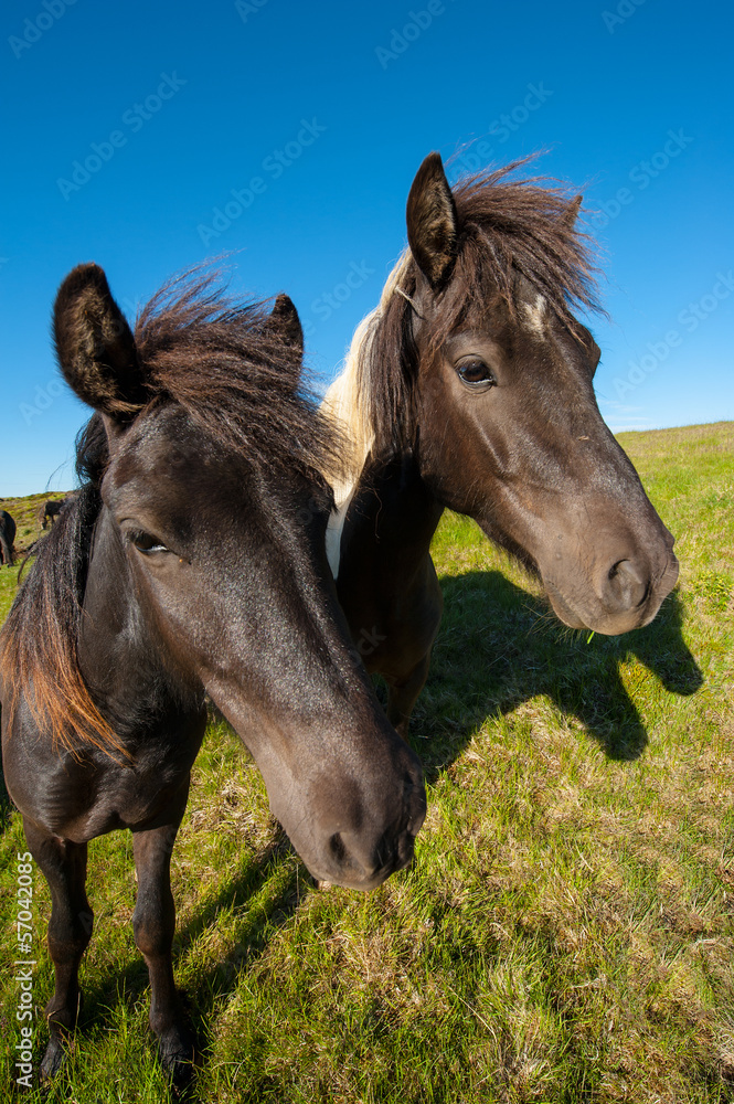 Obraz premium Icelandic horses