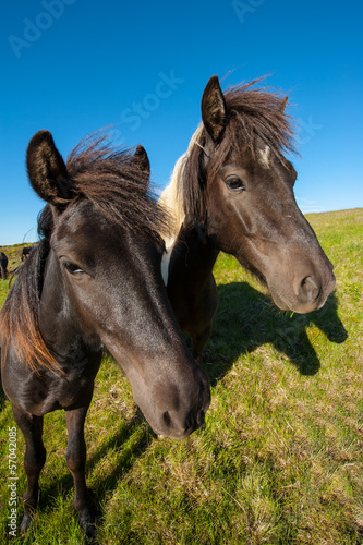 Icelandic horses © Fyle