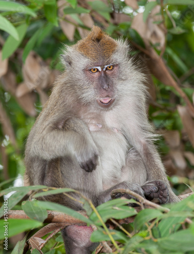 monkey with tongue showing