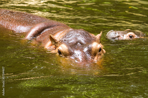 Hippo swiming in chiangmai zoo chiangmai Thailand