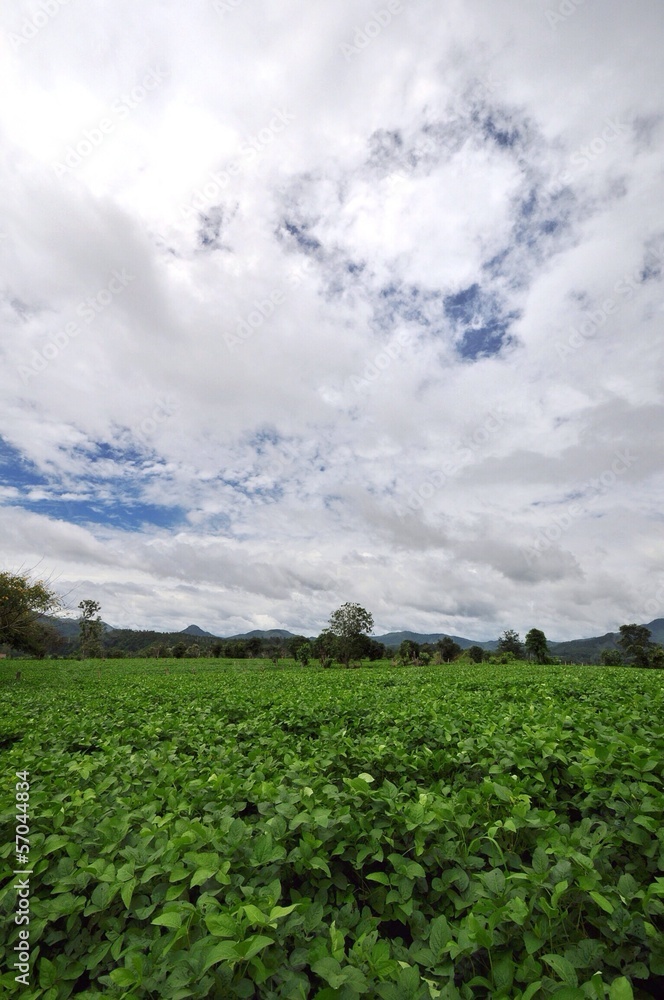 Soy bean farm Soy bean farm