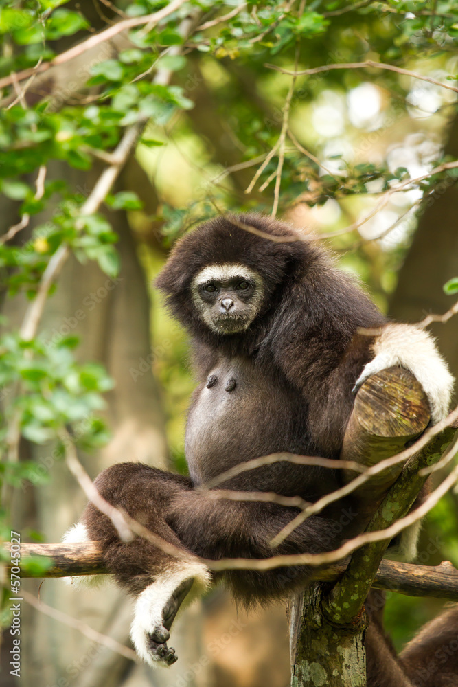 Gibbon in chiangmai zoo chiangmai Thailand