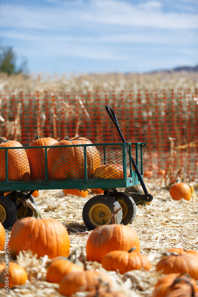 Naklejka premium pumpkin patch