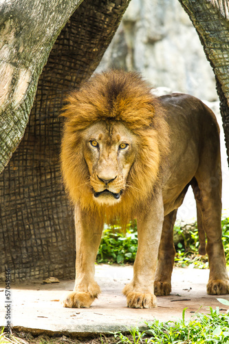 Fototapeta Naklejka Na Ścianę i Meble -  lion in chiangmai zoo chiangmai Thailand