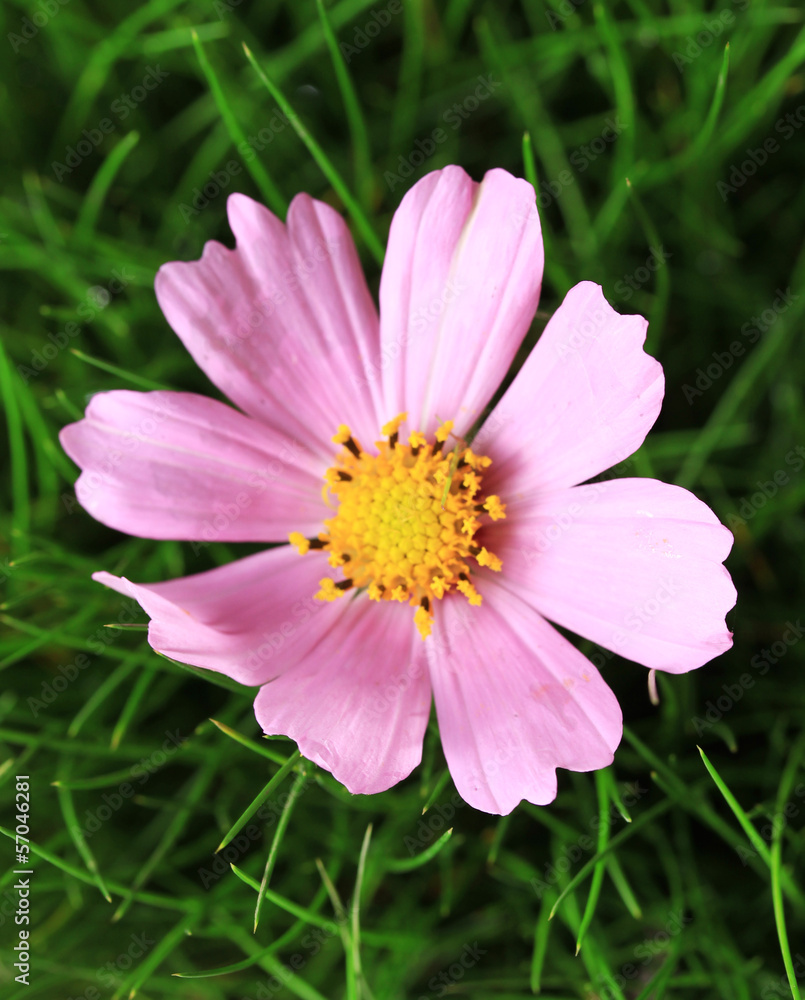 Beautiful pink flower on green grass, close up Beautiful pink flower on green grass, close up