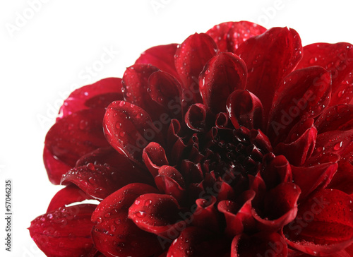 Fototapeta Naklejka Na Ścianę i Meble -  Dahlia flower, isolated on white