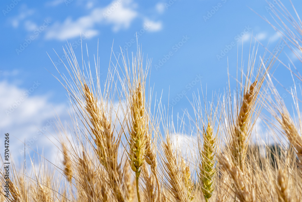 Wheat grains reaching for the sky on a farm Wheat grains reaching for the sky on a farm