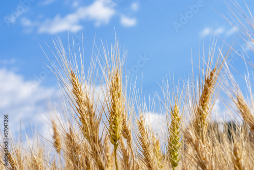 Wheat grains reaching for the sky on a farm