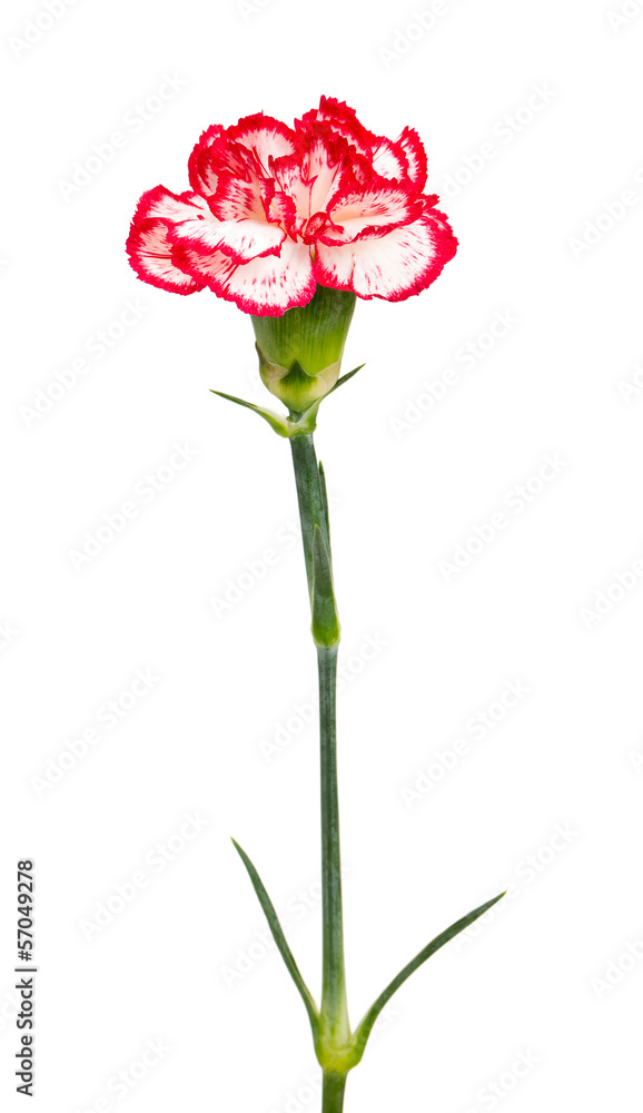 beautiful pink carnations isolated on white beautiful pink carnations isolated on white