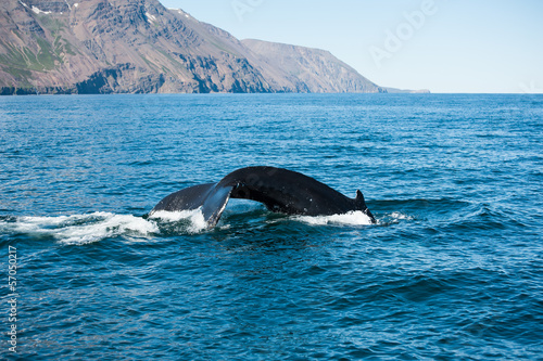Humpback whale fin © Fyle