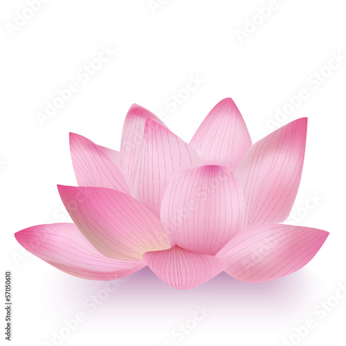 Photo-Realistic Lotus Flower