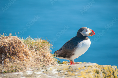 Fotografie Puffin on the cliff
