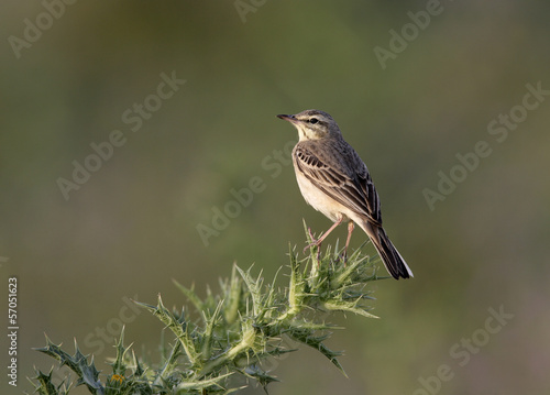 Tawny pipit, Anthus campestris © Erni