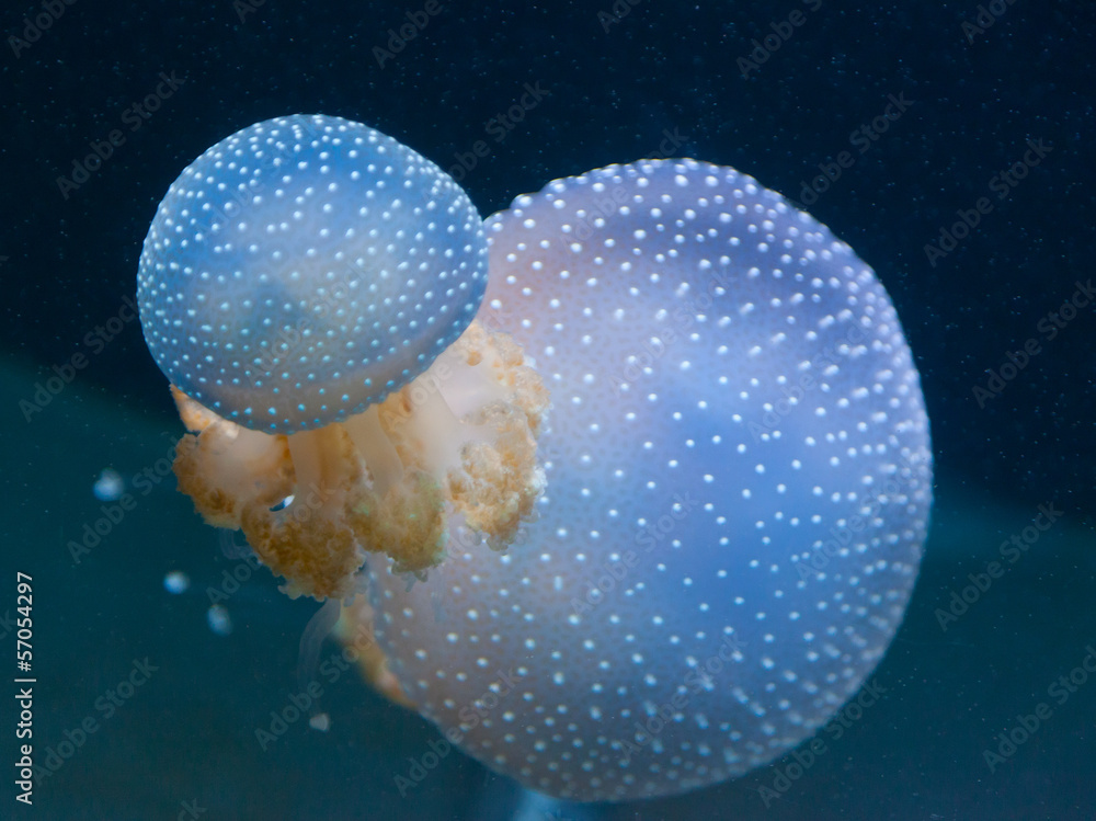 Big poisonous jellyfishes floating in the depth of the ocean