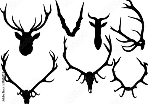 collection of antler and horns isolated on white
